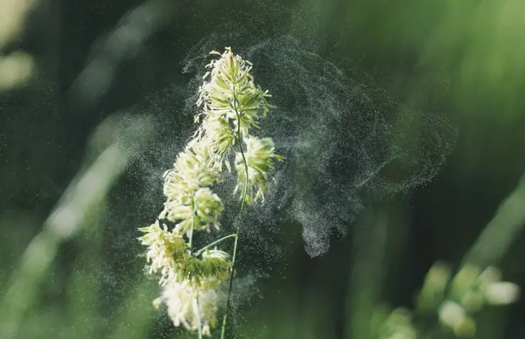 Imagem de planta a soltar pólen